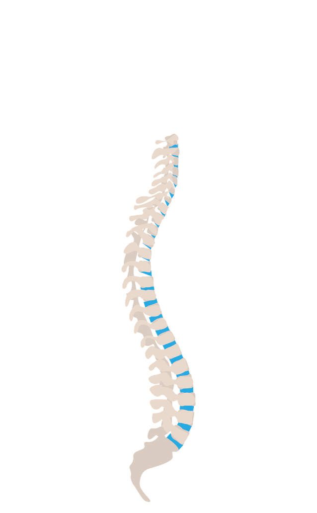 coloana-vertebrala-genki